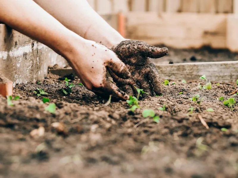 Hands planting seedlings in the soil