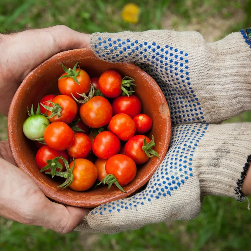 A bowl of cherry tomatoes harvested in the garden