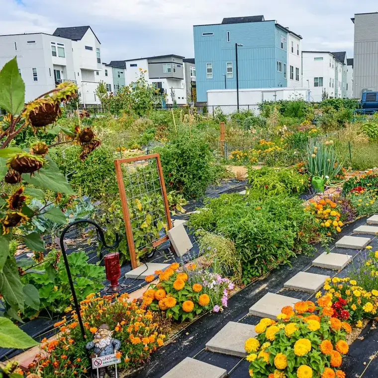 The community garden in summer, flowering paths and cultivated plots