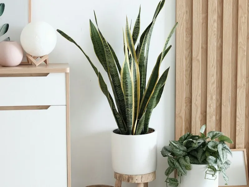 Corner of the practice with green plants